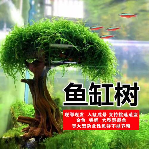 莫斯树鱼缸树真树沉木水草懒人造景无需底沙大蘑菇头鱼缸造景摆件