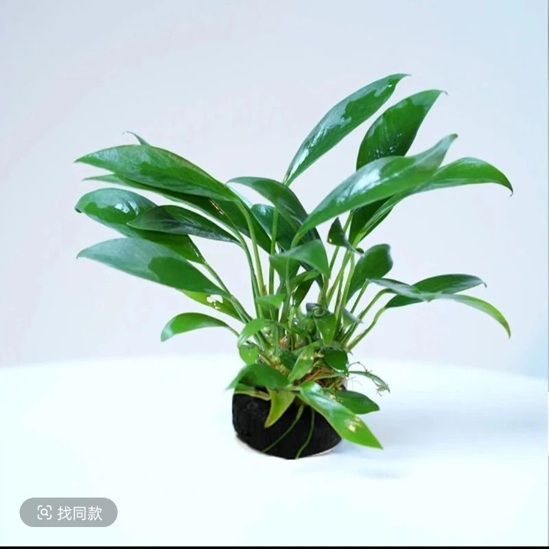 丹麦水榕水草坨草雷龙鱼缸套餐水榕水草真草大榕树清仓水榕