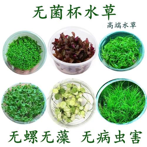 无菌水草迷你珍珠植物宫廷牛毛懒人鱼缸造景