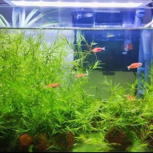 水族竹节草养不死孔雀鱼虾小桥中清仓增化水质种鱼缸懒人易养