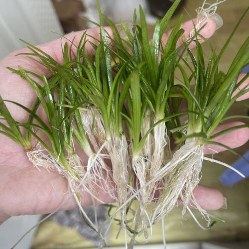 小水兰迷你水兰增化草植物水族造景中前景懒人水草易养新手