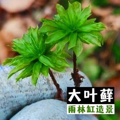 暖地大叶藓回心草莲花藓闷养苔藓微景观水陆缸雨林缸造景青苔植物