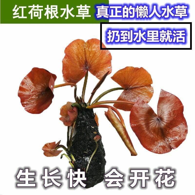 易养耐养水族箱水草缸鱼缸装饰造景活体真水草活体淡水植物红荷根