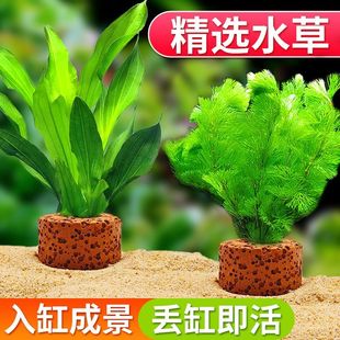 绿菊鱼缸水草后景植物真草蜈蚣草阴性净化水质懒人增氧新手造景