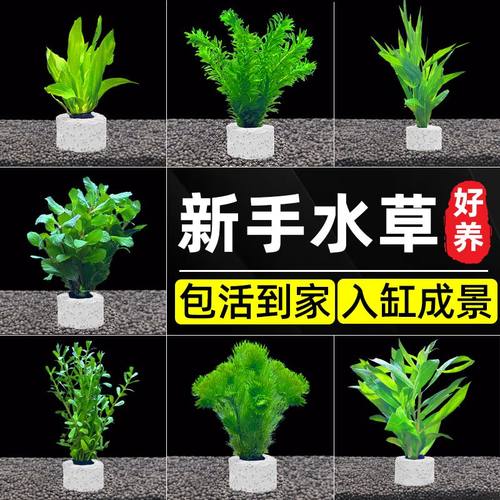 鱼缸造景活体植物水族箱装饰真水草中后景水草套餐好养耐活蜈蚣草