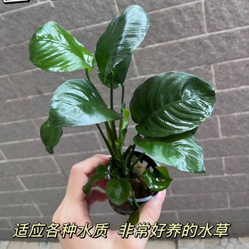 水榕水草鱼缸造景沉木水榕鱼缸造景水草植物淡水水草缸造景水草泥