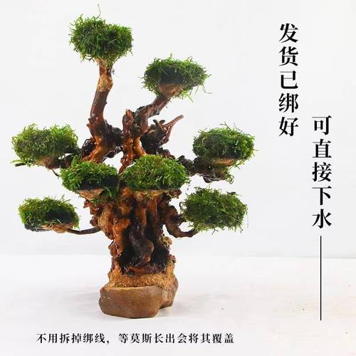 成品莫斯树入缸成景水草沉木懒人好养淡水阴性植物无底沙鱼缸造景