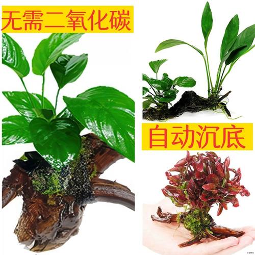 真水草青竹沉木新手好养小宝塔红波坨草真草后景套餐淡水增氧造景