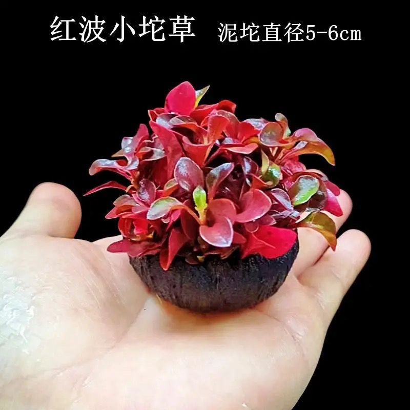 小宝塔真水草活体套餐净化水质红波坨草沉木水罗兰蜈蚣草阴性青竹