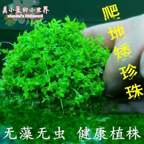 爬地矮珍珠鱼缸造景前景趴地水草草坪懒人速成活体淡水植物