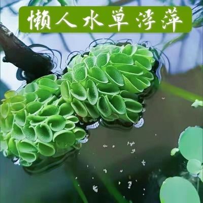 肚兜萍鱼缸造景净化水质浮萍水草浮萍纯水培植物增氧懒人套餐水草