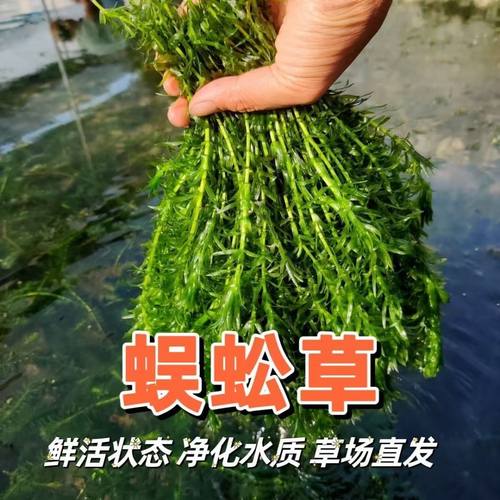 蜈蚣草清仓鱼缸造景养鱼新手增化水质水草好养耐活淡水绿植物
