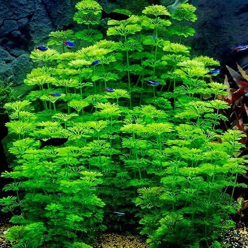 小宝塔真水草懒人新手无需教程造景后景鱼缸增氧绿植