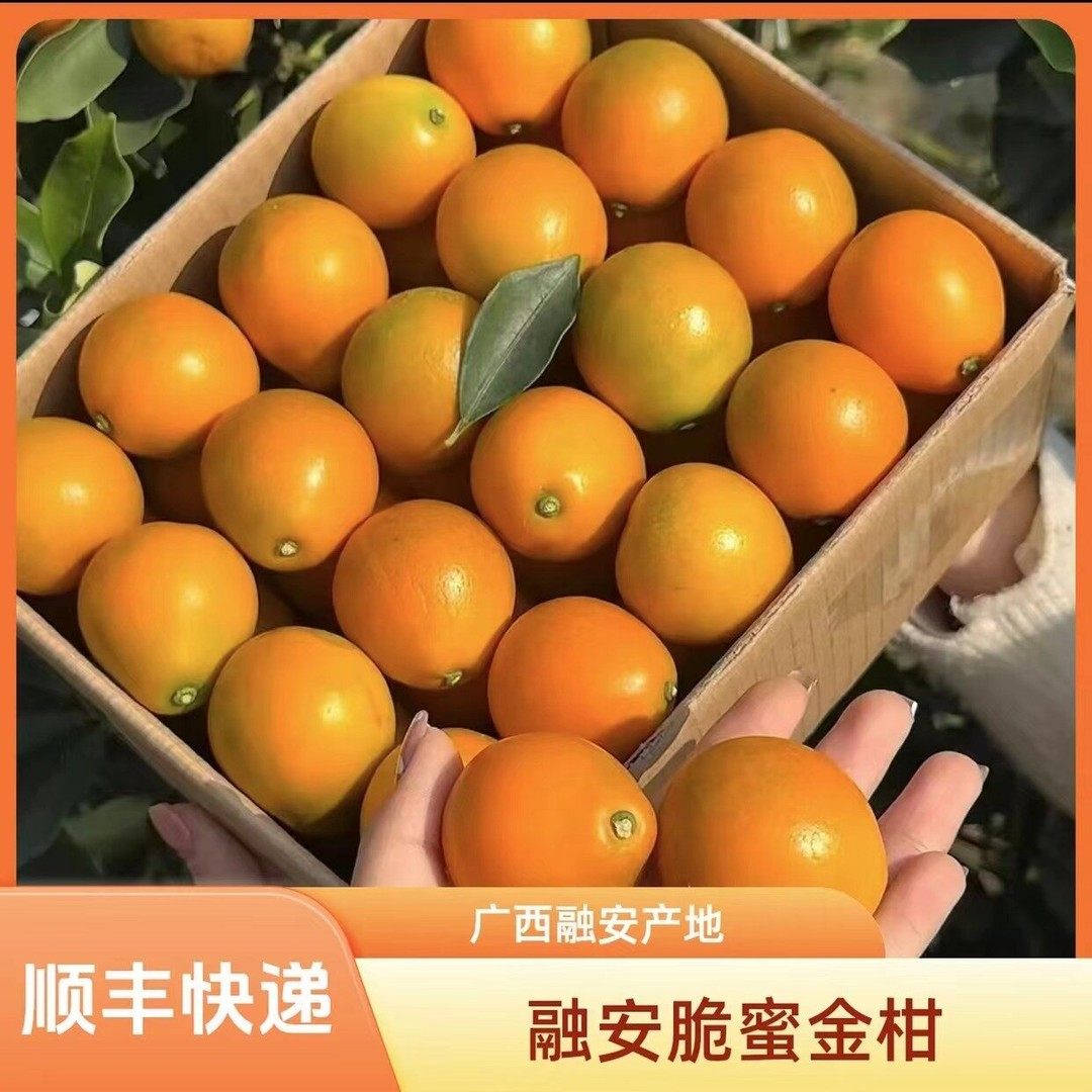 三代脆蜜融安脆蜜金桔纯甜脆蜜金柑花果新鲜孕妇水果现摘发顺丰,水产肉类/新鲜蔬果/熟食,桔子,淘宝优惠券,粉丝福利购,淘宝优惠卷
