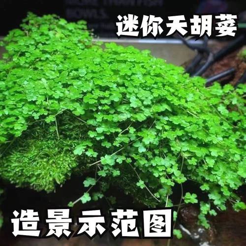 ada迷你天胡荽坨草鱼缸前景水草新手好养造景牛毛懒人水下天胡葵