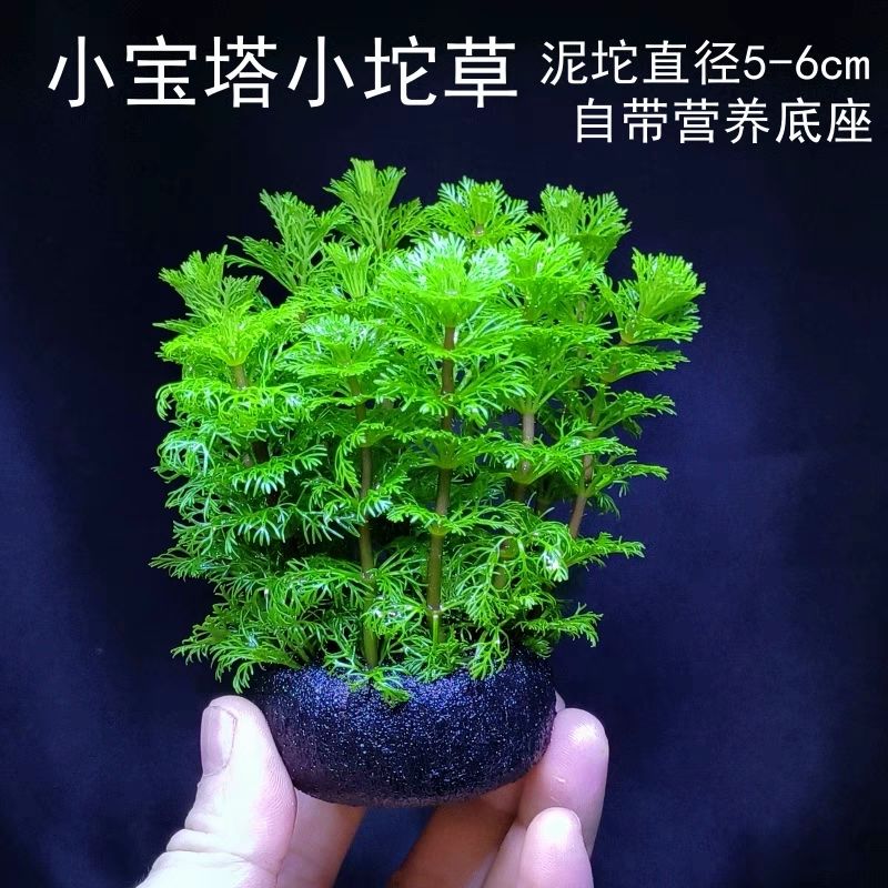 小宝塔坨草新手无需二氧化碳淡水阴性水草造景后景草鱼缸增氧绿植