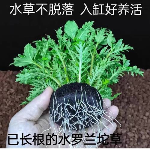 水罗兰坨草懒人鱼缸造景中后景阴性新手净化水质水草好养易活