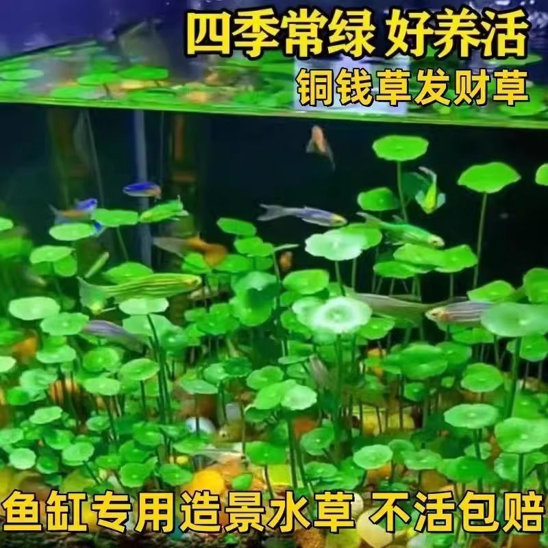 铜钱草水培植物和鱼共养鱼缸专用造景活水草净化水质的绿植金钱草