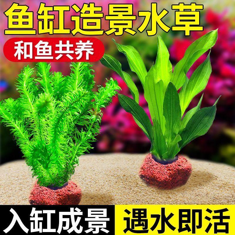 鱼缸水草植物真草造景摆件新手植物蜈蚣绿菊阴性草火山石净水绿植