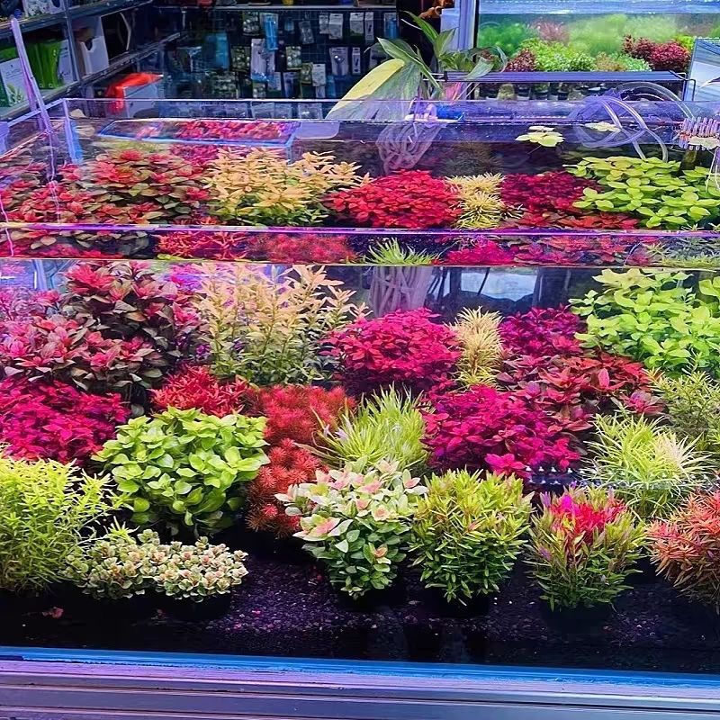 水下叶小坨坨草新手懒人免种植淡水水罗兰中后景造景水草