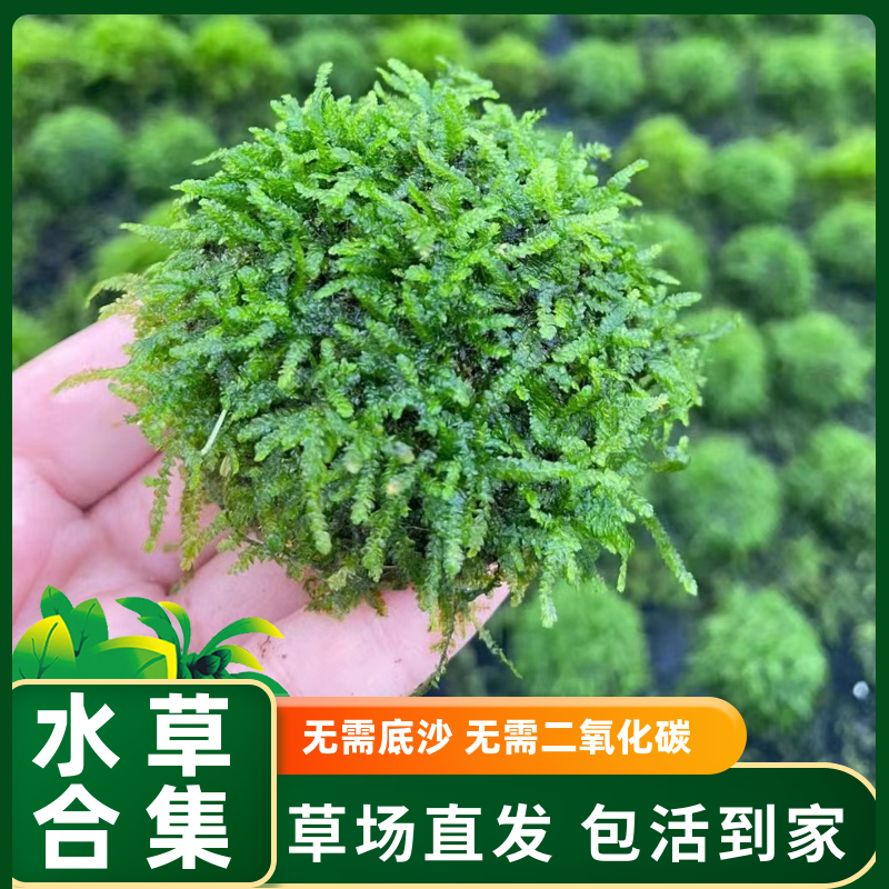 鱼缸装饰莫斯半球沉木造景大三角沉水莫丝树头阴性懒人水草水培