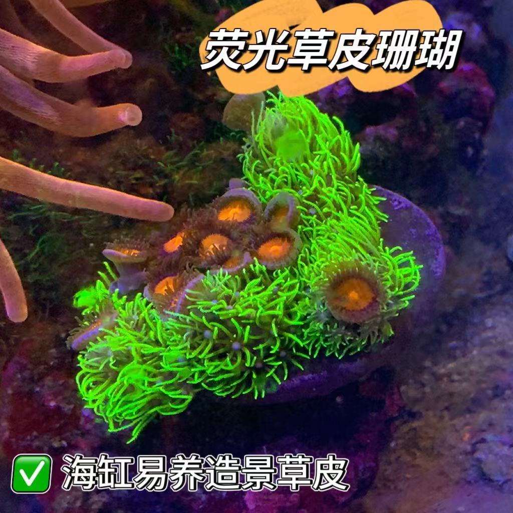荧光绿草皮珊瑚北海绿草皮日本草皮LPS软体人工草皮珊瑚生物海缸