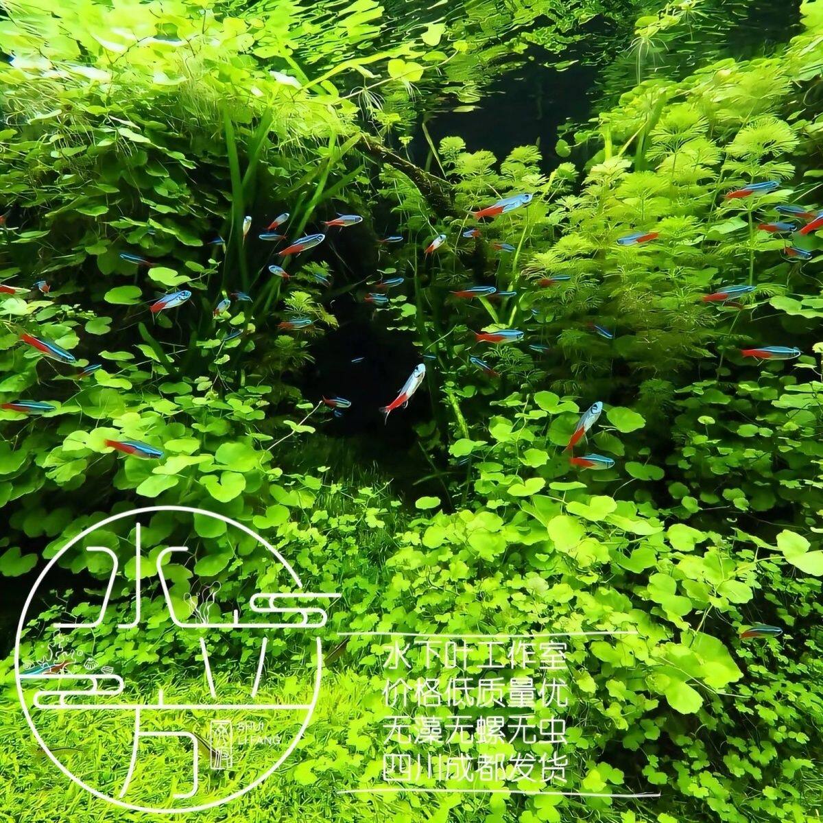 淡水鱼缸养ada香香草浮萍绿植吊漂浮水下爬行水面水草水上植物