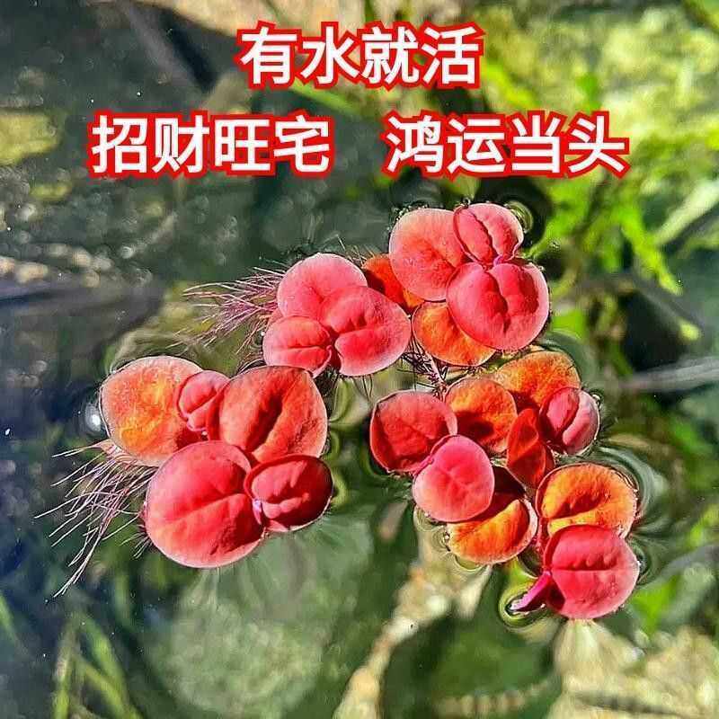 鱼缸浮萍水草养鱼养虾真水草净化水质植物红毛丹增氧装饰造景摆件