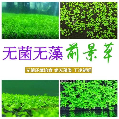 无菌前景草爬地矮珍珠迷你牛毛叉柱花迷你血心兰矮珍珠迷你椒草