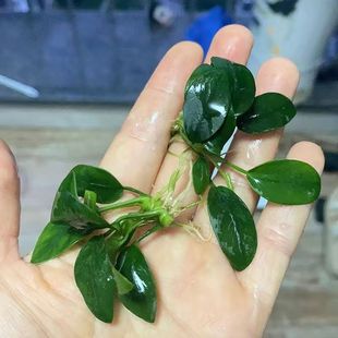 广东发货小叶榕辣椒榕水草前景生命之树沉木迷你榕树鱼缸懒人造景