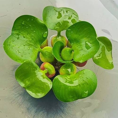水葫芦水养花卉水培植物鱼缸造景池塘园林净化水质水草基地