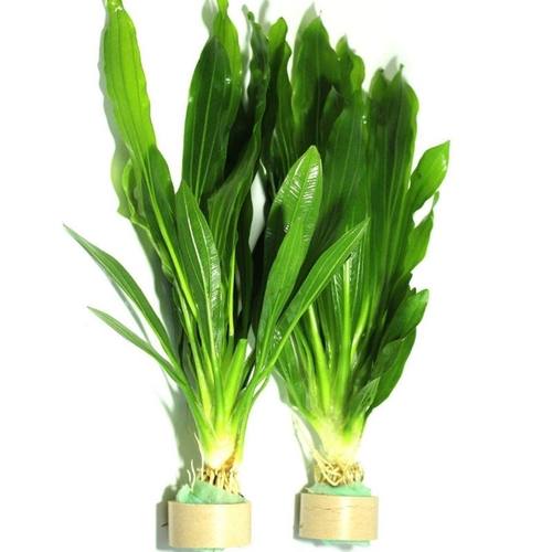 水草活体 好养耐活真水草植物绿菊大叶绿九冠鱼缸水草造景