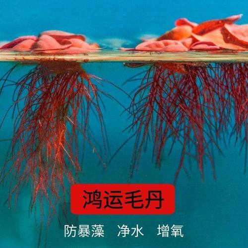 红毛丹铜钱草水培水养浮萍水草植物净化水质绿植生态鱼缸水族箱