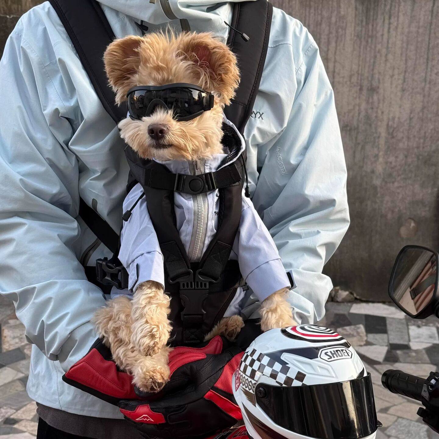 机车泰迪狗狗眼镜宠物眼镜狗狗兜风太阳镜外出骑行防紫外线护目镜,宠物/宠物食品及用品,其它服饰配件,淘宝优惠券,粉丝福利购,淘宝优惠卷