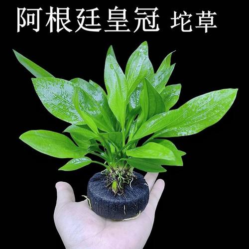阿根廷皇冠增氧真草鱼缸造景水草植物装饰阴性懒人水质新手净化