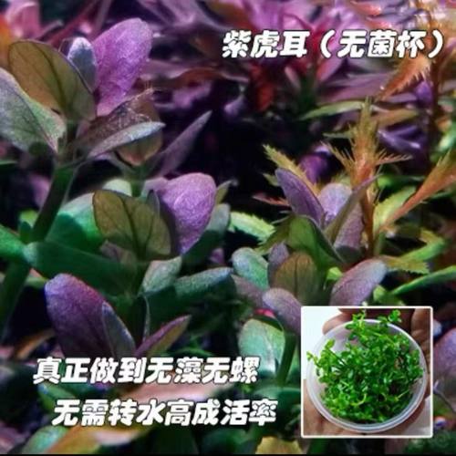 水草无菌杯紫虎耳鱼缸草缸植物造景阴性鱼缸后景新手淡水净化懒人