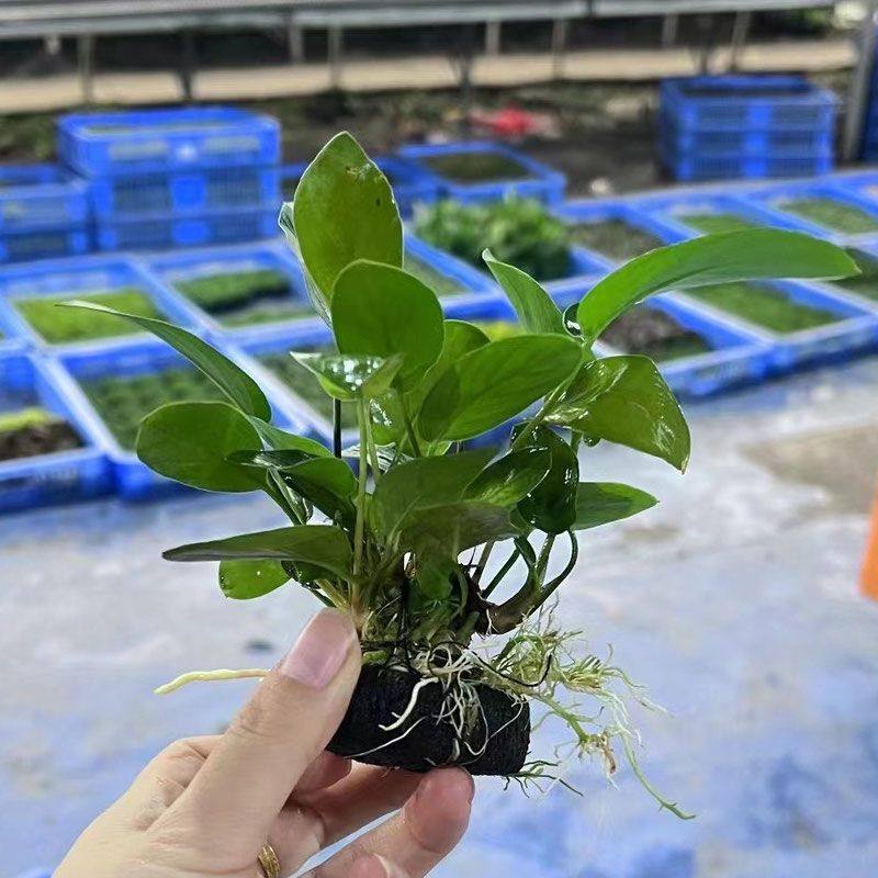 燕尾榕小坨草鱼缸造景新手水草场直发懒人增氧淡水草活体阴性植物