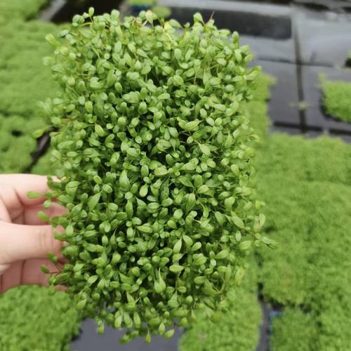 日本矮珍珠8*15cm盒装水草缸鱼缸草缸造景水培增氧淡水草前景植物