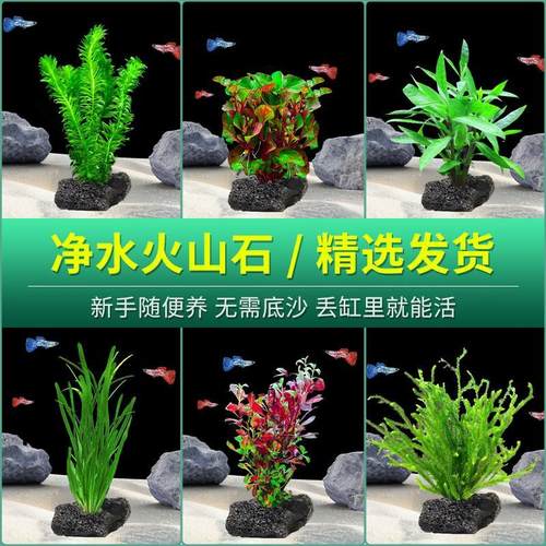火山石水草植物鱼缸净化水质懒人造景摆件全套底砂套餐阴性真草