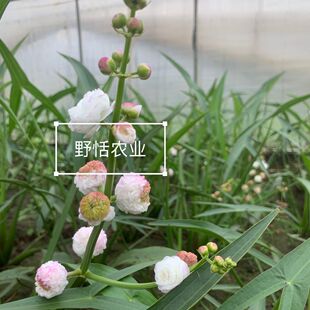 重瓣茨菇包对版挺水植物燕尾草古法鱼缸慈姑茨菰水培鱼池龟缸