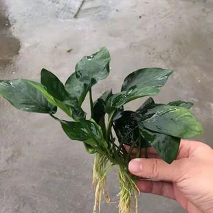 鱼缸水草国王榕小水榕水榕类水草阴性懒人造景新手水草