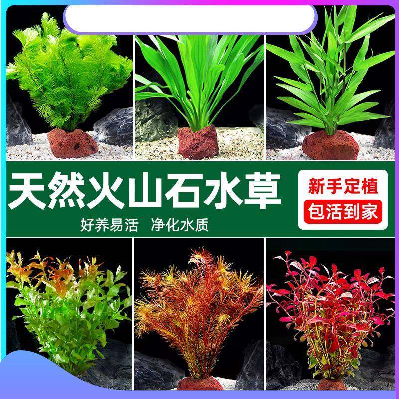 增氧后景真草蜈蚣草水质净化阴性水草懒人鱼缸火山石造景植物套餐