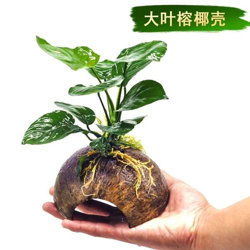 鱼缸造景沉木水榕懒人真水草 淡水阴性植物懒人水草 躲避屋易养活