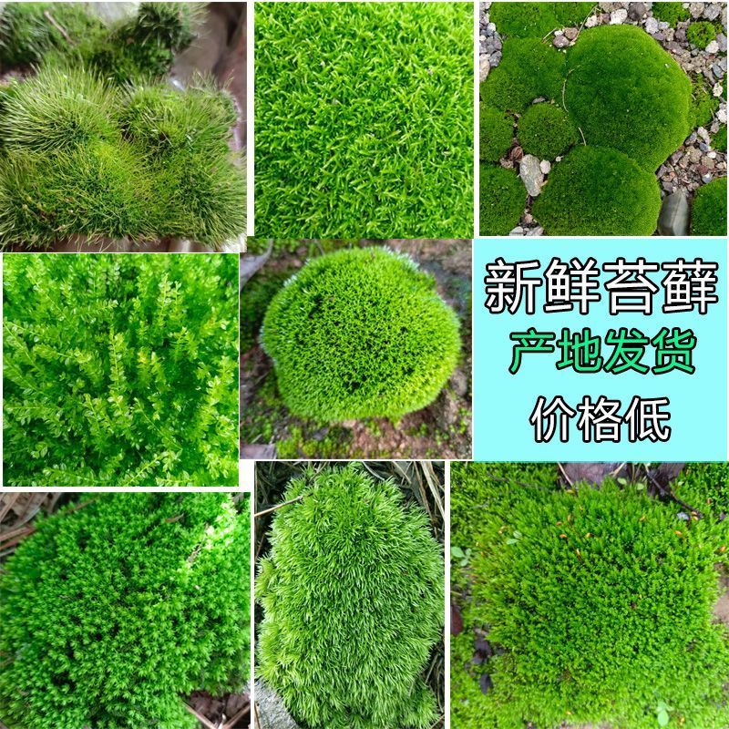朵朵藓廿苔藓鲜活微景观迷你植物廿廿手工盆景草种子diy鱼缸造景