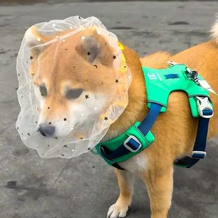 狗狗防误食头套外出头纱防舔舒适透气面罩大中小型犬专用宠物用品