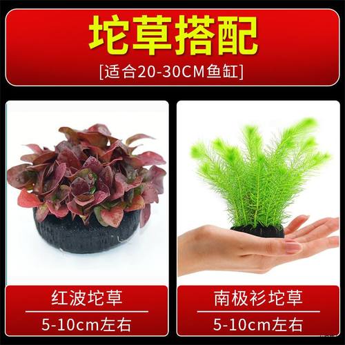 绿菊小对叶蜈蚣罗兰红波坨草水竹好养后景耐活新手鱼缸植物青竹