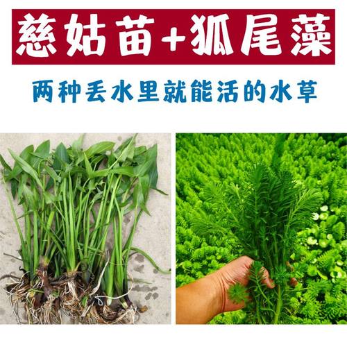 慈姑水草狐尾藻浮萍水草鱼缸造景装饰养鱼养龟漂浮真水草净化水质