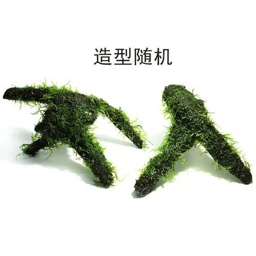 鱼缸造景新手莫斯沉木水草耐低温好养水族箱鱼缸虾缸活体躲避罐