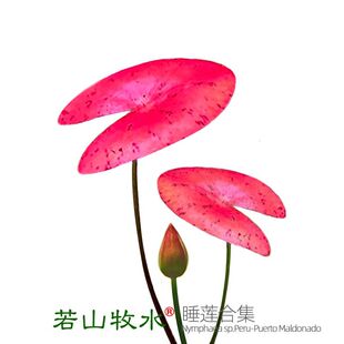秘鲁夜开睡莲ADA睡莲ADA红莲血红色鱼缸水草红色稀有高端新品淡水
