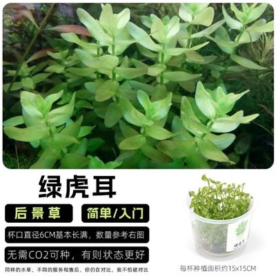 无菌杯水草鱼缸草缸绿虎耳造景二氧化碳淡水后景懒人阴性植物